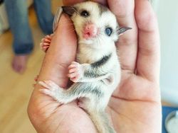 Gemasnya, Deretan Foto Bayi Hewan yang Jarang Diketahui