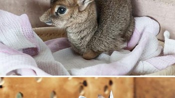 Dik-Dik adalah jenis antelope namun bertubuh mungil. Nama Dik-Dik berasal dari suara yang mereka hasilkan saat berlari zigzag menghindari musuh. Foto: Boredpanda