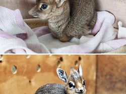 Gemasnya, Deretan Foto Bayi Hewan yang Jarang Diketahui