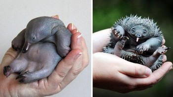 Ekidna atau babi duri adalah satu-satunya hewan dari ordo Monotremata yang masih bertahan hidup selain platipus. Keempat spesies yang masih hidup, merupakan hewan asli Papua dan Australia, semuanya termasuk ke dalam famili Tachyglossidae. Ekidna dinamai berdasarkan nama monster dalam mitologi Yunani kuno. Foto: Boredpanda