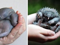 Gemasnya, Deretan Foto Bayi Hewan yang Jarang Diketahui
