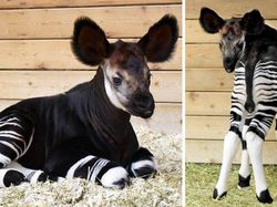 Gemasnya, Deretan Foto Bayi Hewan yang Jarang Diketahui