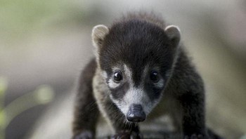 Coati yang juga dikenal sebagai coatimundi, adalah salah satu binatang predator yang ditemukan di Meksiko, Amerika Tengah dan Selatan. Hewan ini terkenal karena kecerdasan mereka dalam berburu. Meskipun mereka kebanyakan memakan cacing, telur, buah-buahan dan serangga, mereka dipersenjatai dengan taring besar dan cakar yang kuat dan sekali-kali mampu berburu binatang besar. Foto: Boredpanda