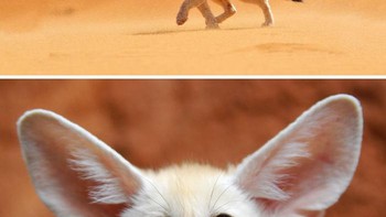 Rubah Fennec, adalah jenis rubah terkecil di dunia. Memiliki berat sekitar 1 kilogram dan tinggi sekitar 20 sentimeter serta wajahnya yang imut-imut jenis ini kadang disamakan dengan kucing. Foto: Boredpanda
