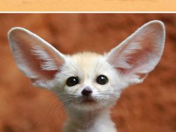 Gemasnya, Deretan Foto Bayi Hewan yang Jarang Diketahui