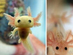 Gemasnya, Deretan Foto Bayi Hewan yang Jarang Diketahui