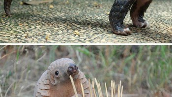 Trenggiling atau pangolin adlah satu-satunya mamalia langka hewan ini mempunyai ciri khas dengan tubuhnya yang dilindungi sisik dari keratin. Foto: Boredpanda
