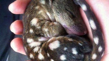 Quoll, merupakan hewan marsupial yang berasal dari australia. Kata quoll berasal dari bahasa aborigin yang berarti kucing harimau. Badan quoll sebesar kucing dan cara makan dan berburu mirip dengan harimau sehingga disebut kucing harimau. Foto: Boredpanda