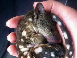 Gemasnya, Deretan Foto Bayi Hewan yang Jarang Diketahui