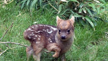 Rusa Pudu, merupakan spesies rusa terkecil di dunia yang berasal dari wilayah Amerika Selatan. Foto: Boredpanda