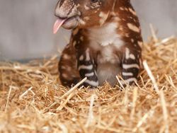 Gemasnya, Deretan Foto Bayi Hewan yang Jarang Diketahui