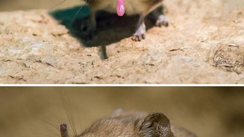 Celurut Gajah, adalah mamalia insektivora kecil asli Afrika yang tergolong familia Macroscelididae, dalam ordo Macroscelidea. Mereka banyak ditemukan di savana, hutan dan padang pasir Afrika. Foto: Boredpanda