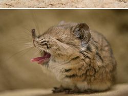 Gemasnya, Deretan Foto Bayi Hewan yang Jarang Diketahui