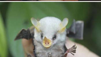 Hewan ini dinamai Honduran whit bat, hewan ini mirip seperti perpaduan kelelawar dan babi. Memiliki bentuk badan yang mungil serat hidung dan kuping berwarna kuning.  Foto: Boredpanda
