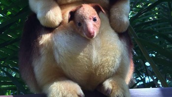 Kanguru Pohon, jenis ini merupakan makropod yang beradaptasi dengan lingkungan di atas pohon. Mereka mendiami hutan hujan di Australia dan Papua, Queensland, dan pulau-pulau terdekat. Foto: Boredpanda