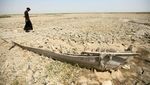 Gawat! Debit Air Rawa Chebayesh Irak Menyusut