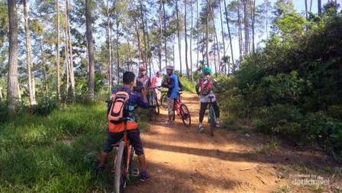 Berteduh dibawah rindangnya pinus