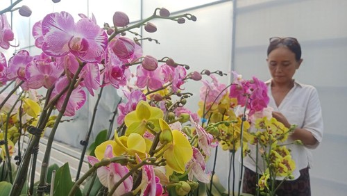Owner Duta Orchid Garden, Ni Wayan Sri Laba memperlihatkan salah satu jenis anggreknya ketika ditemui detikBali pada Minggu (5/6/2022).