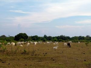 Padang Savana Gunung Tambora, Tempat Hewan Ternak Dilepas Liar