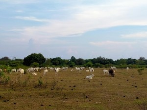 Padang Savana Gunung Tambora, Tempat Hewan Ternak Dilepas Liar
