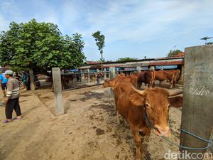 Harga Sapi di Ponorogo Anjlok Dampak Wabah PMK