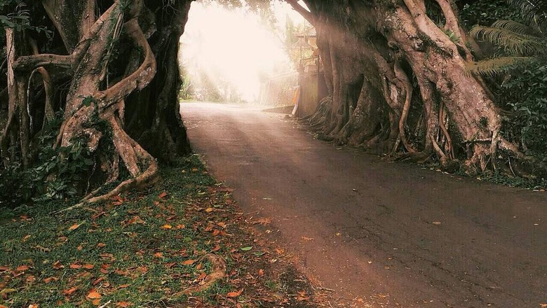 wisata bunut bolong di jembrana wisata bunut bolong di jembrana