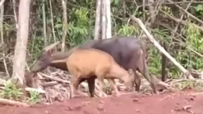 2 Anoa muncul di kawasan tambang Routa, Konawe, Sultra.