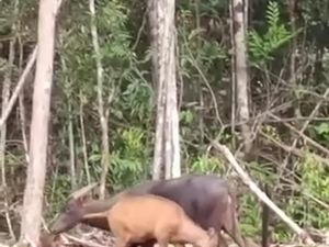 Anoa Satwa Endemik Sulawesi Punya Sifat Agresif, Bisa Menyerang-Membunuh