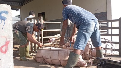 Aktivitas pemotongan hewan di UPT RPH Kota Denpasar.