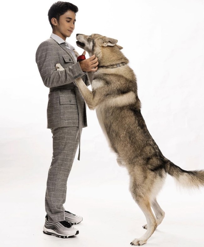 Penggemar yang melihat pertumbuhan Chester sejak bayi pun menyadari bahwa serigala itu sudah semakin besar dan hampir menyamai tinggi badan Alshad. Foto: dok. Instagram @alshadahmad