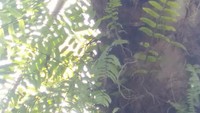 Petani di Kabupaten Mukomuko membiarkan sawit busuk di pohon. (Foto: istimewa)