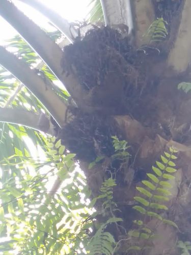 Buah sawit petani di Mukomuko, Bengkulu dibiarkan busuk di pohon