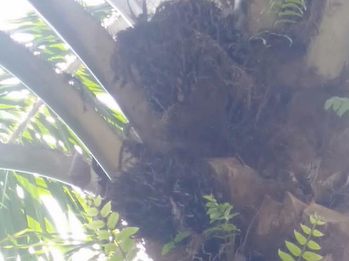 Buah sawit petani di Mukomuko, Bengkulu dibiarkan busuk di pohon