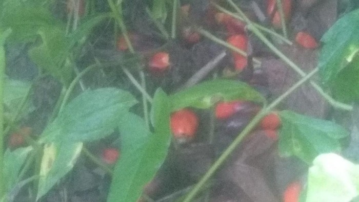 Buah sawit petani di Mukomuko, Bengkulu dibiarkan busuk di pohon