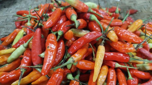 cabai rawit di surabaya