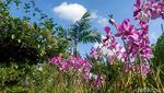 Lebih Dekat dengan Deretan Bunga Nan Cantik di Bali Orchid Garden