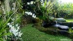 Lebih Dekat dengan Deretan Bunga Nan Cantik di Bali Orchid Garden