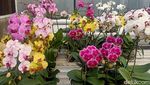 Lebih Dekat dengan Deretan Bunga Nan Cantik di Bali Orchid Garden