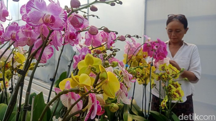 Kenal Lebih Dekat Si Cantik Anggrek di Bali Orchid Garden Ni Wayan Sri Laba memeriksa koleksi anggreknya di Duta Orchid Garden, Jalan Bypass Ngurah Rai, Denpasar Timur, Bali, Minggu (5/6/2022).