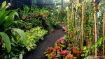 Lebih Dekat dengan Deretan Bunga Nan Cantik di Bali Orchid Garden