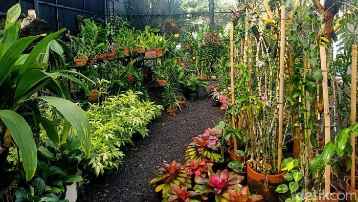 Ni Wayan Sri Laba memeriksa koleksi anggreknya di Duta Orchid Garden, Jalan Bypass Ngurah Rai, Denpasar Timur, Bali, Minggu (5/6/2022).
