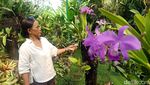 Lebih Dekat dengan Deretan Bunga Nan Cantik di Bali Orchid Garden