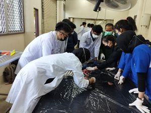 Jelang Idul Adha, Mahasiswa IPB Belajar Periksa Kesehatan Hewan Kurban
