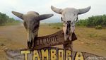 Potret Doro Ncanga, Tempat Ribuan Ternak Bebas Berkeliaran di Tambora