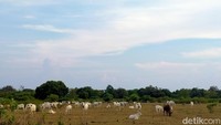 Karena sudah lama dijadikan sebagai kawasan lepas ternak, pemerintah telah membentuk kelompok tani ternak yang mengkoordinir peternak di sini. Selain itu, kelompok tani ternak juga ditugaskan untuk mengantisipasi terjadinya kehilangan hewan. (Faruk Nickyrawi/detikcom)