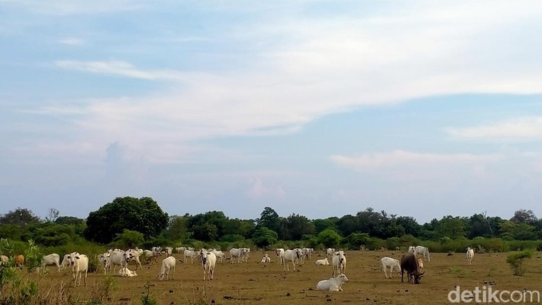 Padang Savana Doro Ncanga Gunung Tambora Padang Savana Doro Ncanga Gunung Tambora