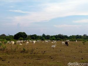 Lihat Ternak Dilepas Liar di Padang Savana Doro Ncanga Gunung Tambora
