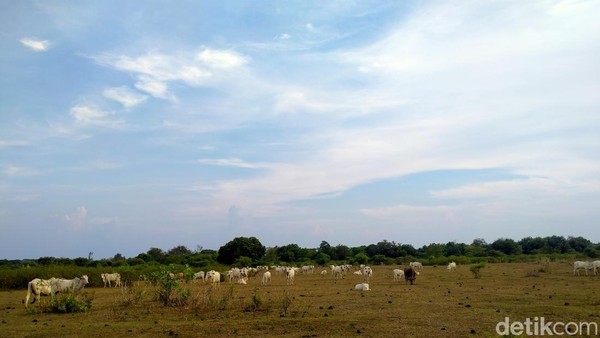 Saat malam tiba, hewan-hewan ternak itu akan diarahkan untuk memasuki kandang yang sebelumnya telah disediakan oleh kelompok ternak. Ada puluhan kandang yang tersebar di puluhan titik di Padang Savana Doro Ncanga. (Faruk Nickyrawi/detikcom)