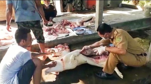 Pemeriksan daging babi potong oleh dokter hewan dari Distan Jembrana, Senin (6/6/2022).