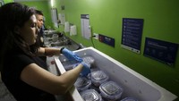Untuk pertama kalinya di Kolombia dan setelah beberapa tahun penelitian dan eksperimen, aliansi entitas berhasil mereproduksinya di bawah perawatan manusia.